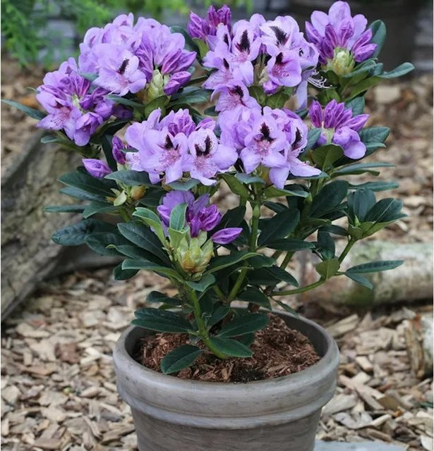 INKARHO Rhododendron Blue Jay Alpenrose als großblumiger Zierstrauch in Blau und Violett, Höhe: 30-40 cm - Bild 1