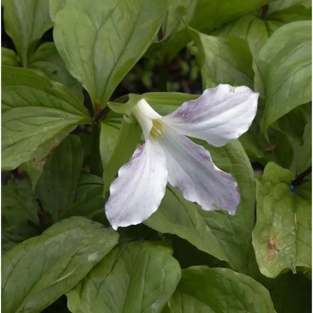 Trillium grandiflorum Großblütige Waldlilie weiße Staude für den Garten - Bild 1