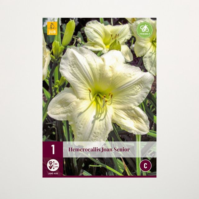 Taglilie Joan Senior Knolle von BLUME2000 für Gartenbeete, Blumenkübel, Balkon und Terrasse - Bild 1