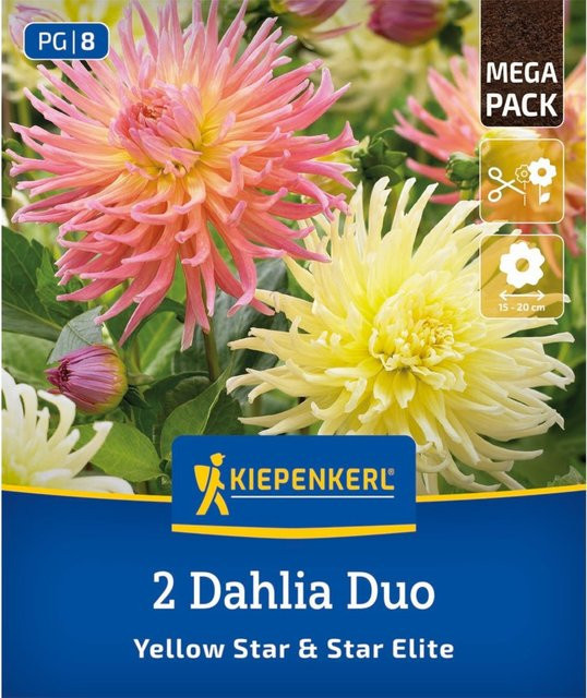 Kiepenkerl Dahlien Duo mit 2 bunten Zwiebeln - Bild 1