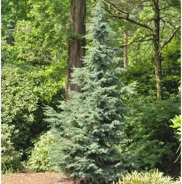 Blaue Hemlocktanne Tsuga mertensiana für deinen Garten, Höhe: 40-60 cm - Bild 1