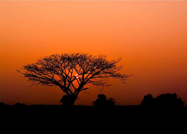 Rasch Tapete African Queen III Afrika in Feuerrot B: 2,65 m, H: 3,71 m - Bild 1
