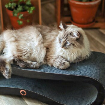 Canadian Cat Company Kratzbrett Orbit 2.0 schwarz matt - Bild 2