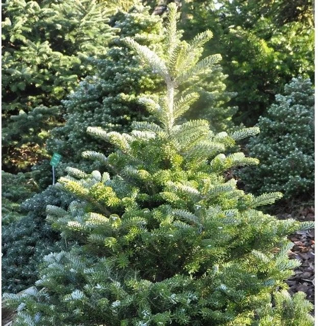 Abies koreana Koreatanne Sämling als Weihnachtsbaum, grün, Höhe: 60-80 cm - Bild 1