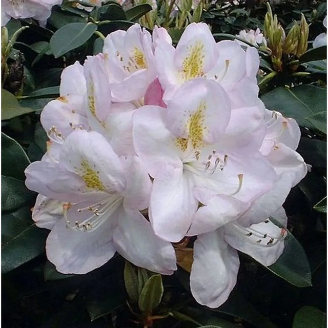 Großblumiger Rhododendron Gomer Waterer in Pink als Heckenpflanze für Hausgärten und Parks, Höhe: 30-40 cm - Bild 1