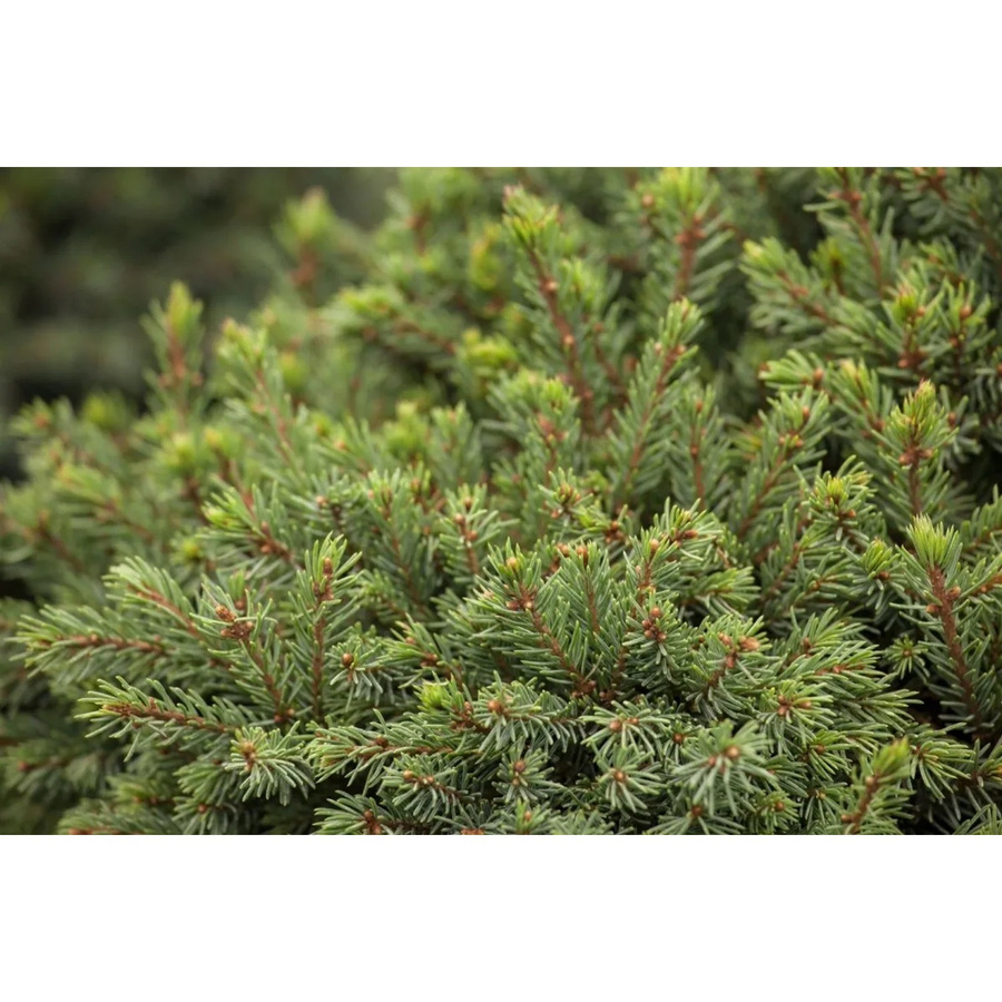 Picea Glauca Echiniformis Zwergfichte Kompakt, grüne Konifere für den Garten, Höhe: 30 cm - Bild 2