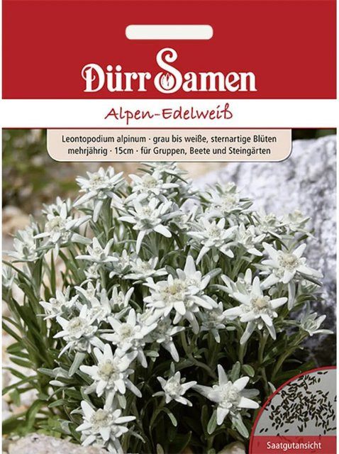 Dürr Alpen-Edelweiß Saatgut für alpine Pflanzungen und Steingärten, mehrjährig, 100 g - Bild 1