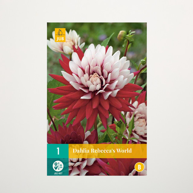 Kaktus-Dahlie Rebecca's World Knolle von BLUME2000 - Bild 1