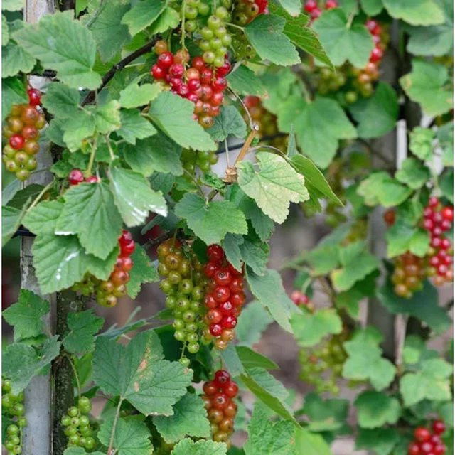 Rote Johannisbeere Ribes rubrum Rovada Beerenstrauch von Nr-01.de - Bild 1