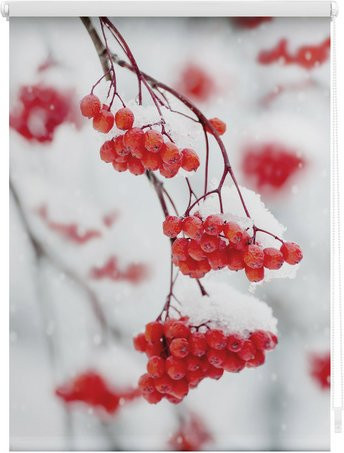 Lichtblick Klemmfix Rollo Vogelbeeren in Rot und Weiß, B: 120 cm, H: 150 cm - Bild 1
