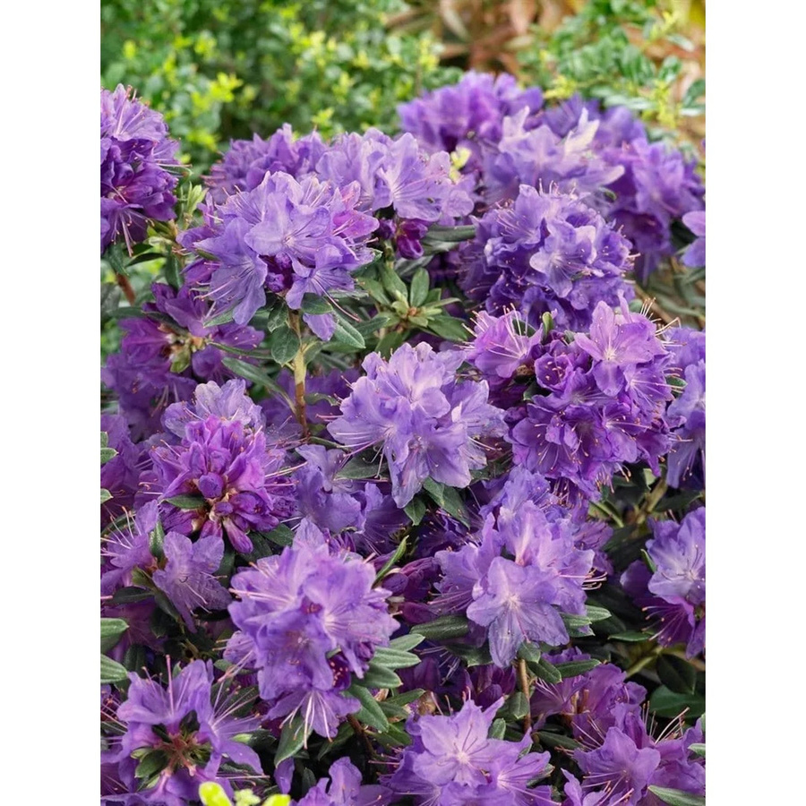 Rhododendron Russatum Gletschernacht Violettblau Zierstrauch Pflanzen für dich Höhe: 25 cm - Bild 2