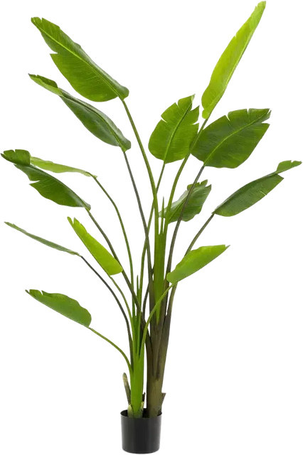 Künstliche Strelitzia Colin von Aplanta, Höhe: 180 cm - Bild 1