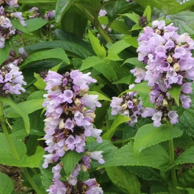 6er Set Arborix Katzenminze Nepeta subsessilis als mehrjährige Schnittblume in 9 cm Töpfen mit blauen und violetten Blüten - Bild 1