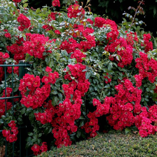 Bodendeckerrose Sommerabend von Mein schöner Garten Shop, rot - Bild 1