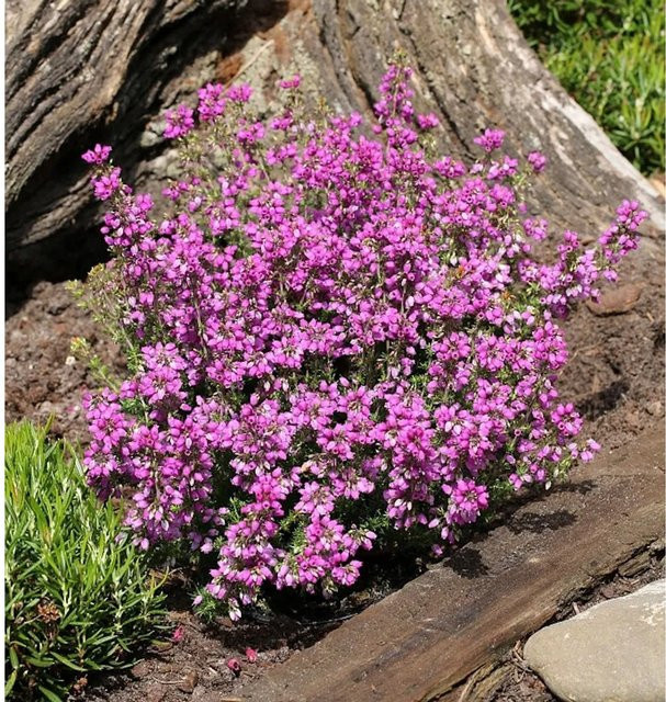 10x Erica cinerea Grauheide Lila Fee Polsterheide für den Balkonkasten - Bild 1