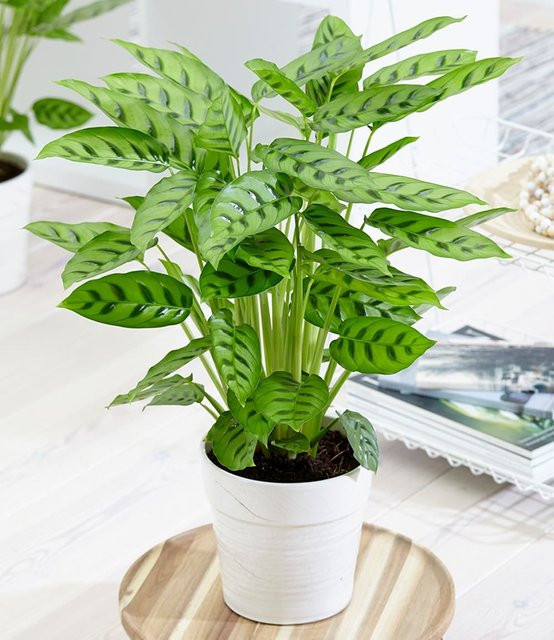 Calathea Leopardina Zimmerpflanze in Grün mit Fleckenmuster - Bild 1