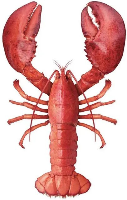 ESTAhome Wandtattoo Hummer in Rot, Breite: 145 cm, Höhe: 97 cm - Bild 1