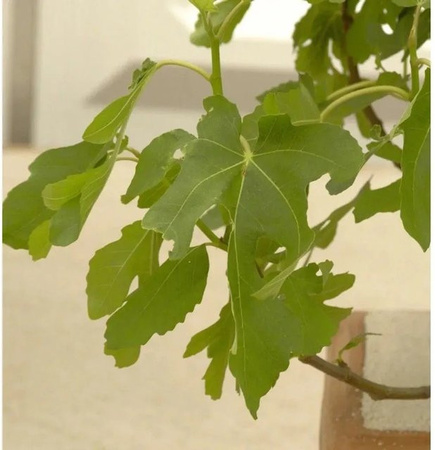 Feigenbaum Rouge de Bordeaux Ficus carica von Die Nr-01.de, Höhe: 40-60 cm