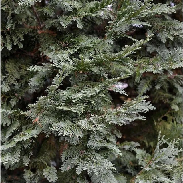 Gartenzypresse White Spot Chamaecyparis awsoniana als Heckenpflanze und Sichtschutz von Nr-01.de in Weiß und Grün, Höhe: 30-40 cm - Bild 1