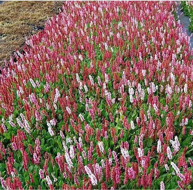 Schneckenknöterich Dimity Persicaria affinis pink Bodendecker für Stauden- und Steingärten - Bild 1