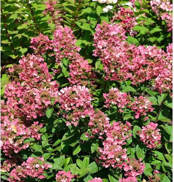 Rispenhortensie Petite Star Hydrangea paniculata in Weiß, Pink und Rot, Höhe: 60-80 cm - Bild 1