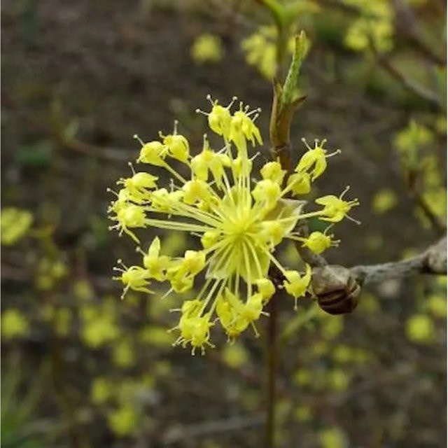 Arzneihartriegel Cornus officinalis gelber Strauch für den Garten, Höhe: 40-60 cm - Bild 1