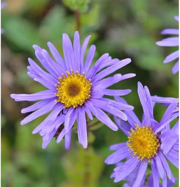 Aster frikartii Berg Aster Grunder - lila mehrjährige Pflanze - Bild 1