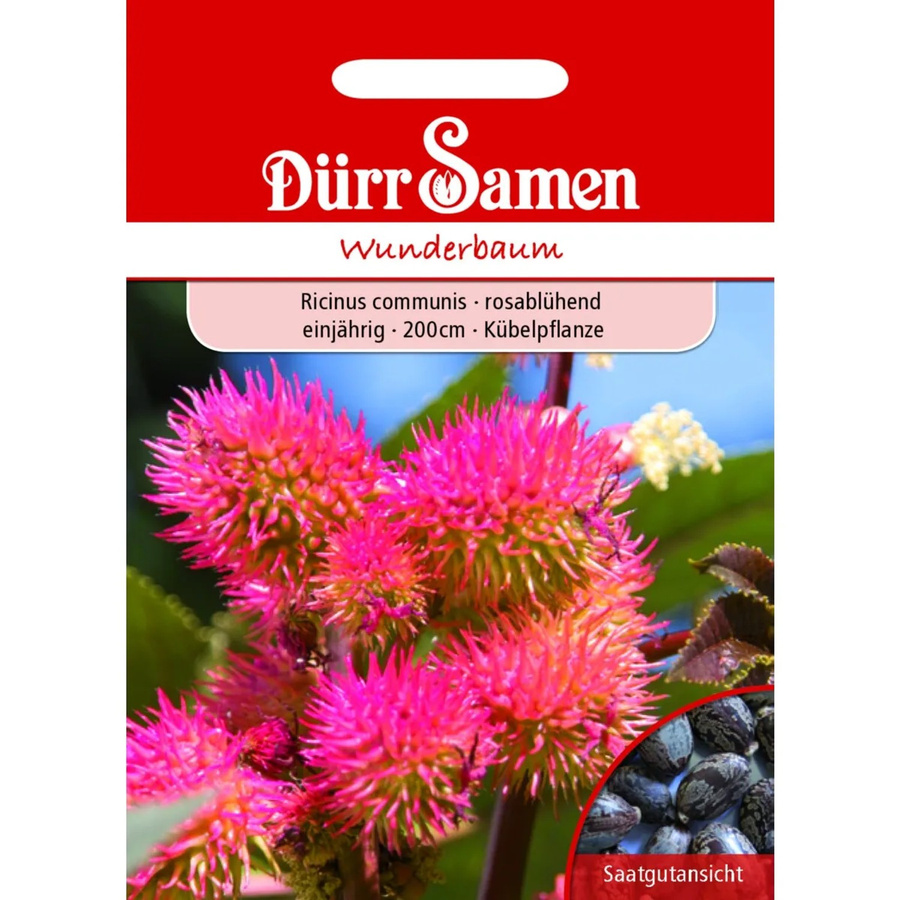 Dürr Wunderbaum Rosablühend Einjähriges Saatgut Blumensamen - Bild 2