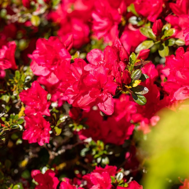 Rhododendron Brisanz roter Zierstrauch für den Garten - Bild 1