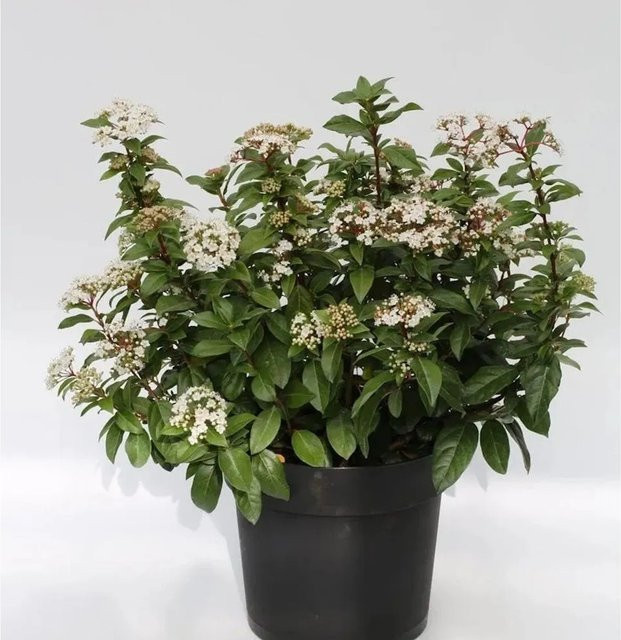 Mittelmeer Schneeball Viburnum tinus als pflegeleichte Garten- und Kübelpflanze in Weiß und Pink, Höhe: 60-80 cm - Bild 1