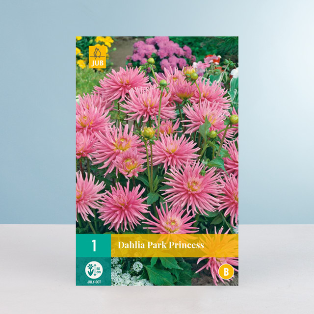 Zwerg-Dahlie Park Princess Knolle von BLUME2000 - Bild 1