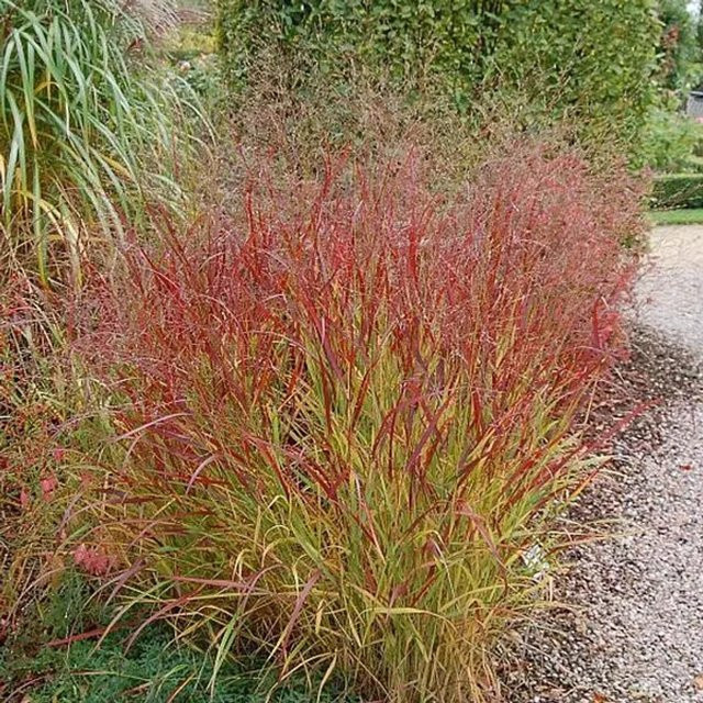 6er Set Arborix Rutenhirse Panicum virgatum Rehbraun im 9 cm Topf mit rotbraunen Halmen - Bild 1