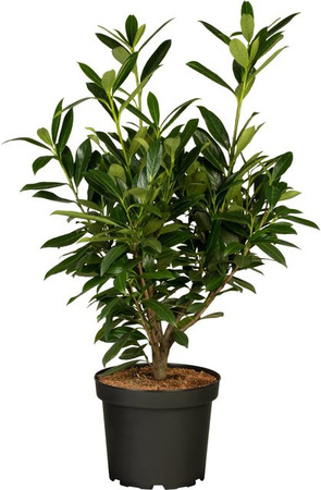 24er Set Kirschlorbeer Genolia Prunus laurocerasus als Sichtschutzhecke für deinen Garten, Höhe: 40 - 60 cm