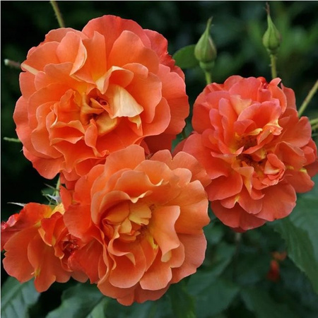 Kletterrose Westerland von Kordes in Rosa mit großen Blüten