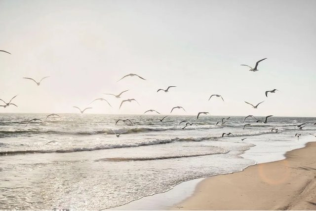 Art Universe Glasbild Möwen über dem Meer in Blau, B/H: 80 x 120 cm - Bild 1