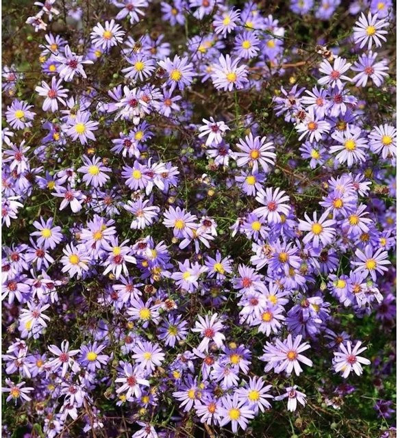 Prärie Aster Aster turbinellus lila mehrjährige Pflanze im Topf - Bild 1