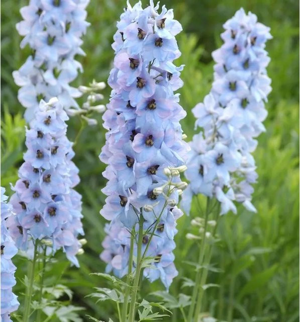 Hoher Rittersporn Neptun Delphinium elatum Blau als mehrjährige Gartenpflanze - Bild 1