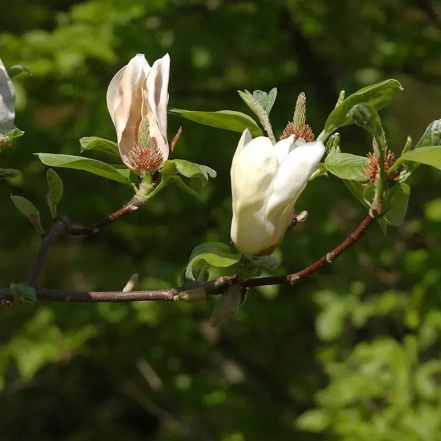 Magnolia Yellow Lantern Hochstamm Zierbaum Gelb Nr-01.de Höhe: 80-100 cm - Bild 1