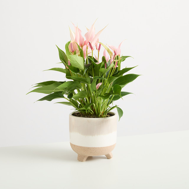 Keramik Übertopf Natur Reaktiv von BLUME2000 in Sand, Weiß und Beige, Höhe: 13 cm - Bild 1