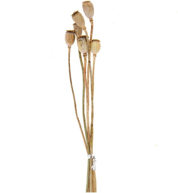 Rico Design Getrocknete Mohnkolben in Natur, 6 Stück, Höhe: 40 cm - Bild 1