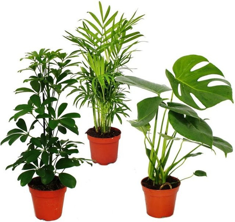 Exotenherz Zimmerpflanzen Set Grünes Trio mit 3 verschiedenen Grünpflanzen Chamaedorea, Monstera und Schefflera