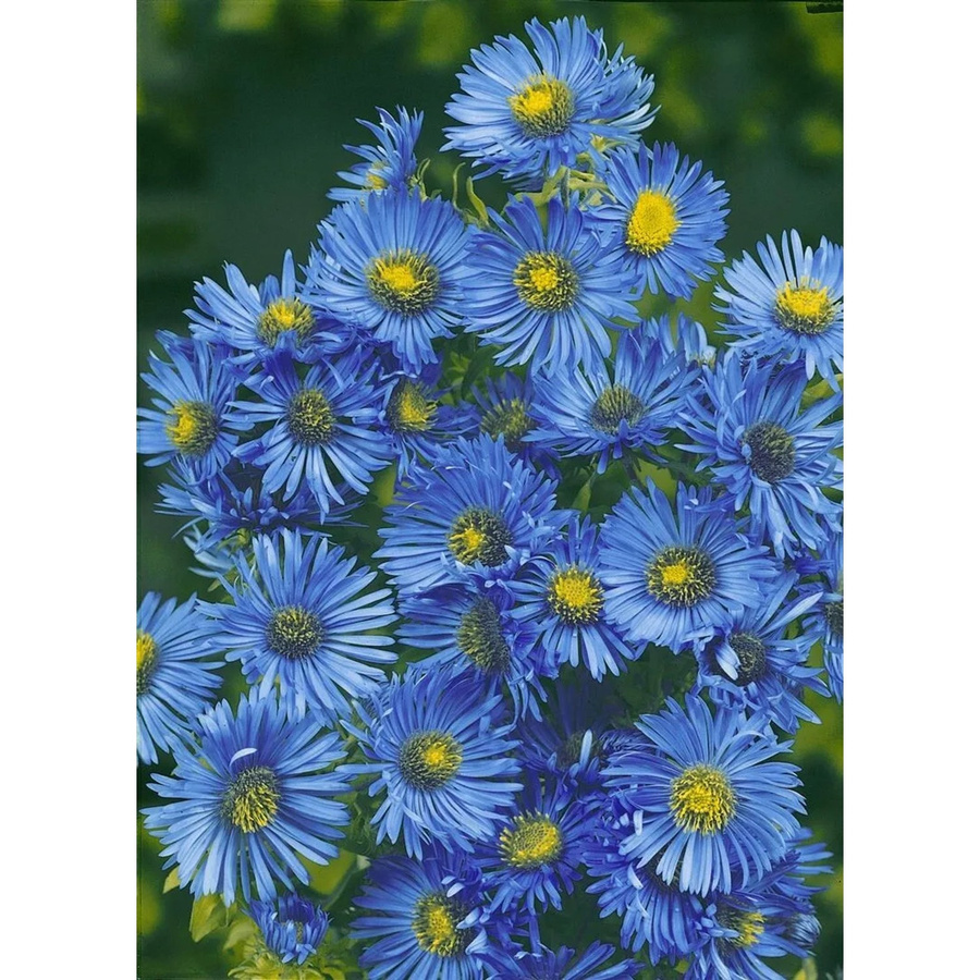 Aster novae-angliae Barr's Blue Raublattaster von Pflanzen für dich im Topf (11x11 cm) - Bild 2