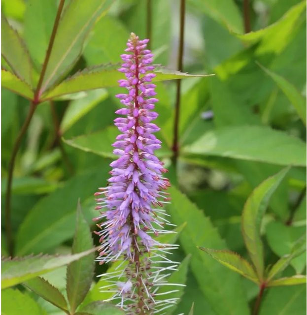 Virginischer Riesen Ehrenpreis Apollo Veronicastrum virginicum lila Staude für den Garten - Bild 1