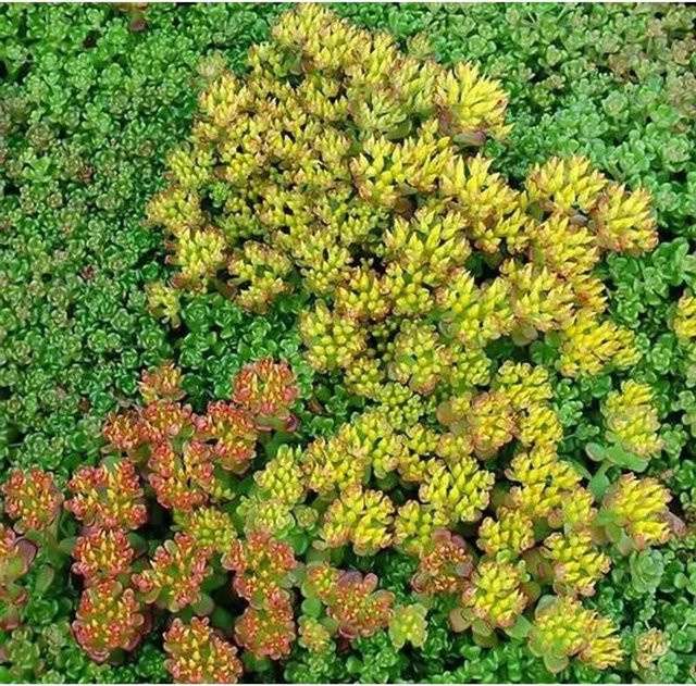 Sedum oreganum Oregon-Fetthenne als grüner Bodendecker für Steingärten und Staudenbeete - Bild 1