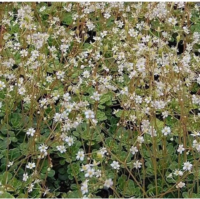 Keilblatt Steinbrech Saxifraga cuneifolia als pflegeleichte mehrjährige Bodendecker-Pflanze für Steingarten und Garten von Nr-01.de - Bild 1