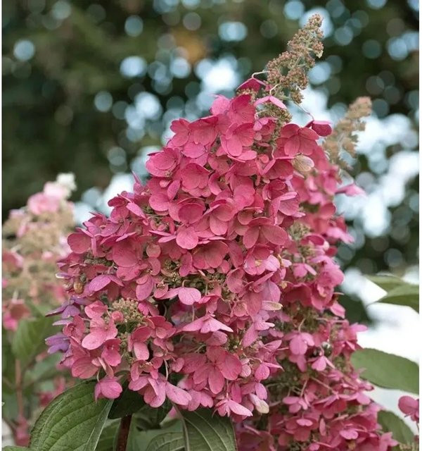 Rispenhortensie Living Pink Promise Hydrangea paniculata in Pink von Nr-01.de - Bild 1