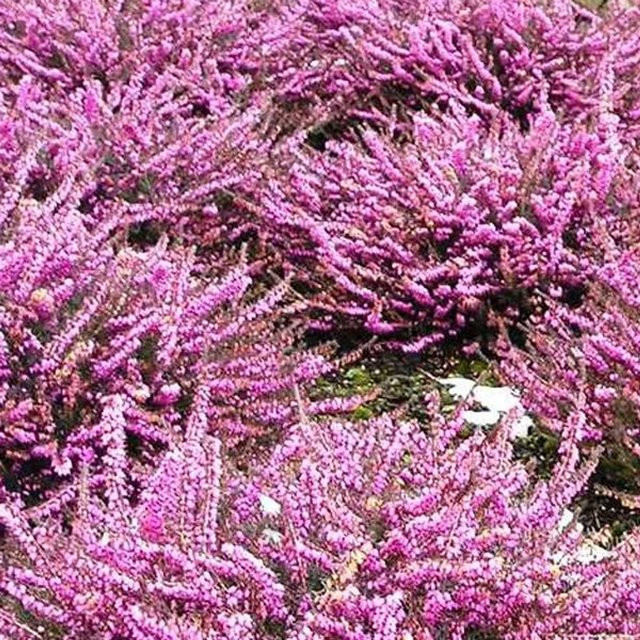 Arborix Winterheide Erica darleyensis in Pink, immergrüner Zierstrauch im Container - Bild 1
