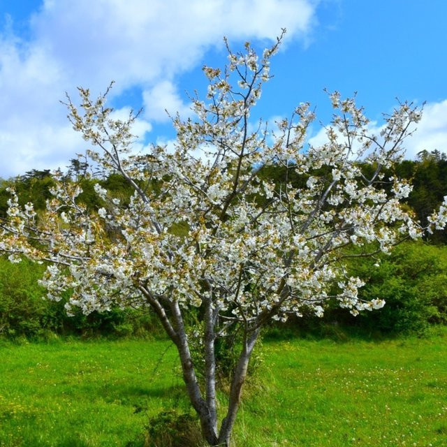 Bio Vogelkirsche Obstbaum von Kwekerij Koperwiek - Bild 1