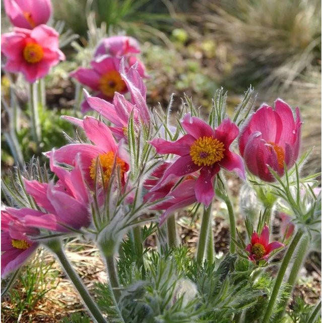 Küchenschelle Prima Papagena Pulsatilla vulgaris gelb und weiß als mehrjährige Pflanze für Garten, Kübel und Steingärten - Bild 1
