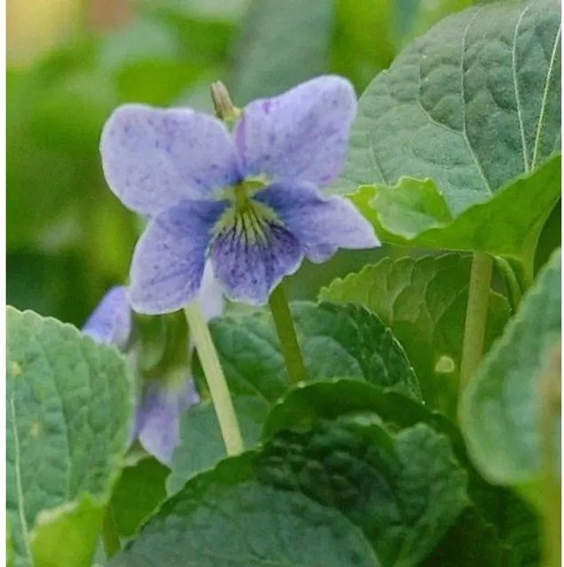 Pfingstveilchen Viola sororia Dark Freckles lila mehrjährige Bodendecker Pflanze - Bild 1